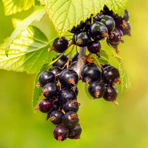 Josta, sadike slika 1 članek 5834