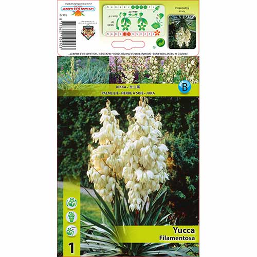 Vrtna juka Filamentosa slika 1 članek 76366