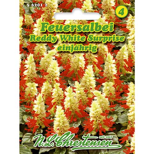 Kadulja Reddy White Surprise slika 1 članek 86185