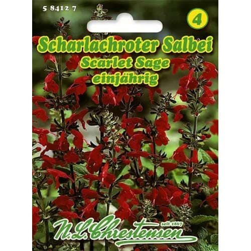 Kadulja Scarlet slika 1 članek 96446