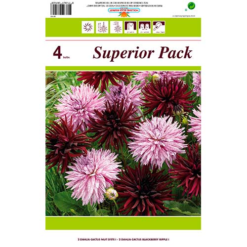 Kaktus dalije večbarvna mešanica slika 1 članek 76412