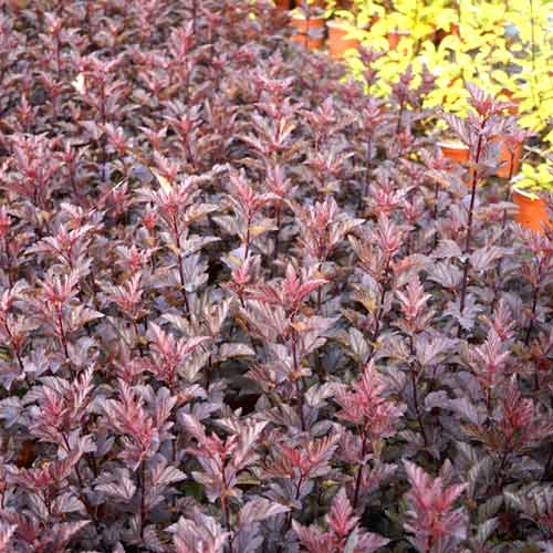 Kalinolistni pokalec Armadillo, С3 slika 1 članek 8561