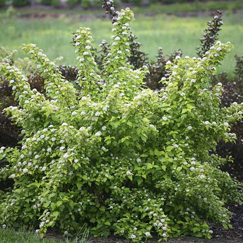 Kalinolistni pokalec Dart's Gold, C3 slika 1 članek 7726