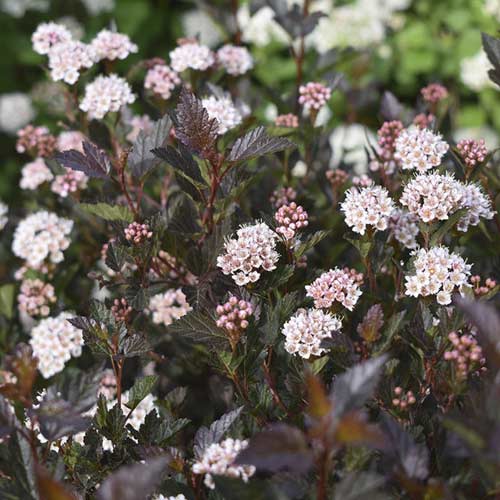 Kalinolistni pokalec Little Devil ® PBR, С3 slika 1 članek 8562