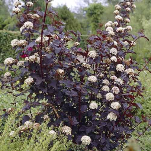 Kalinolistni pokalec Summer Wine ® PBR, С3 slika 1 članek 8563