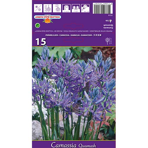 Kamasija Quamash slika 1 članek 67610