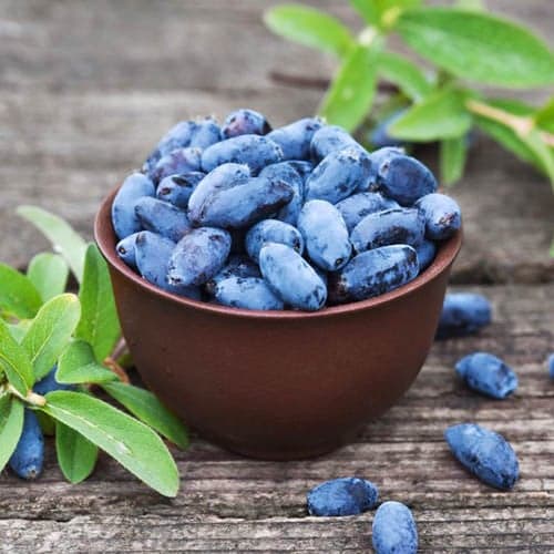 Kamčatski kovačnik Aurora, P9 slika 1 članek 1584