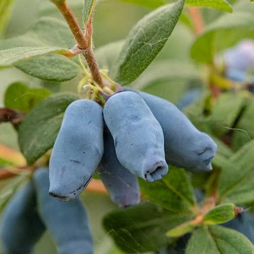 Kamčatski kovačnik Duet, P9 slika 1 članek 9227