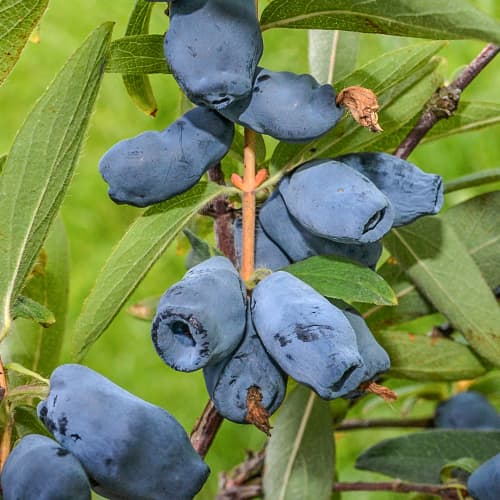 Kamčatski kovačnik Honeybee, P9 slika 1 članek 1586