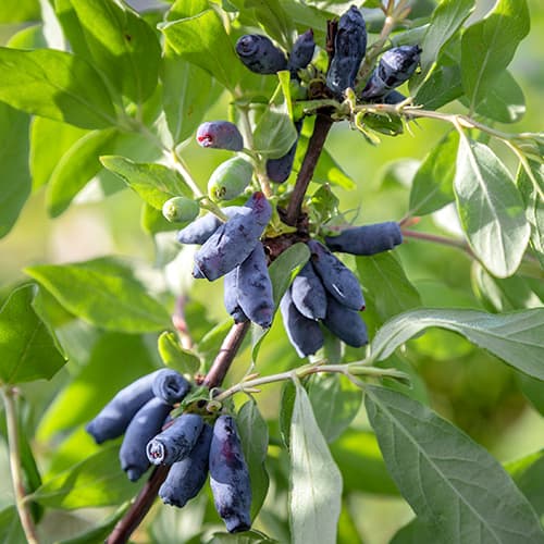 Kamčatski kovačnik Morena slika 1 članek 9308