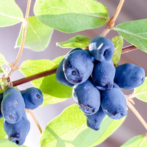 Kamčatski kovačnik Sinogłaska, P9 slika 1 članek 9228