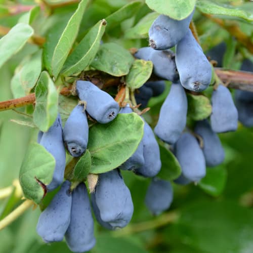 Kamčatski kovačnik Wojtek, P9 slika 1 članek 9328