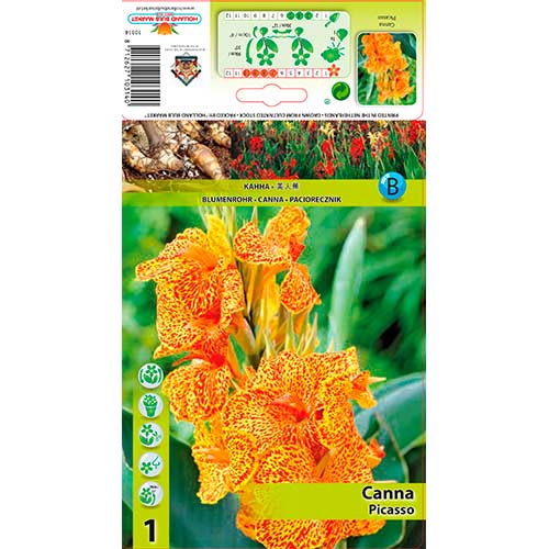 Kana Picasso slika 1 članek 76198