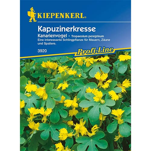 Kapucinka Canary slika 1 članek 86274