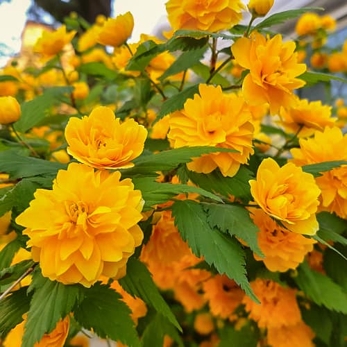Kerria japonica Pleniflora, С2 slika 1 članek 7785