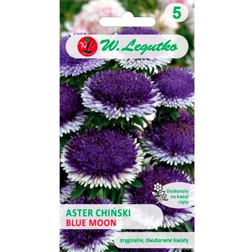 Kitajska astra Liliput Blue Moon slika 1 članek 69561