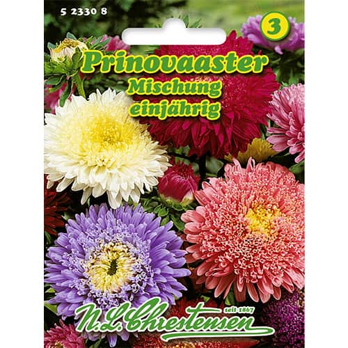 Kitajska astra velikocvetna princeska - večbarvna mešanica slika 1 članek 86137