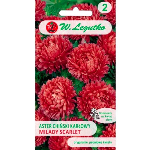 Kitajska pritlikava astra Milady Scarlet slika 1 članek 69559