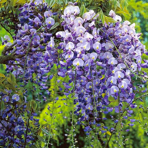 Kitajska visterija (Glicinija frutescens) Longwood Purple, С2 slika 1 članek 8239