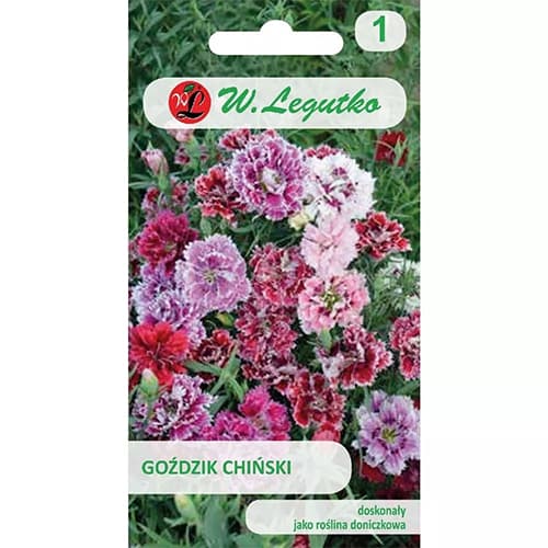 Kitajski nagelj, večbarvna mešanica Legutko slika 1 članek 78564