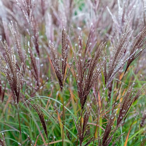 Kitajski prstasti trstikovec Ferner Osten slika 1 članek 4083