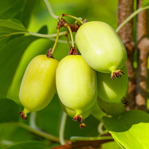 Kivi (Actinidia deliciosa) Chang Bai Giant, С2 slika 1 članek 5456