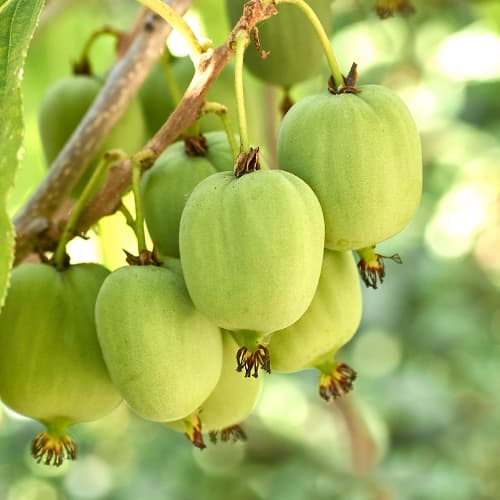 Kivi (Actinidia deliciosa) Hokey Pokey®, С2 slika 1 članek 5449