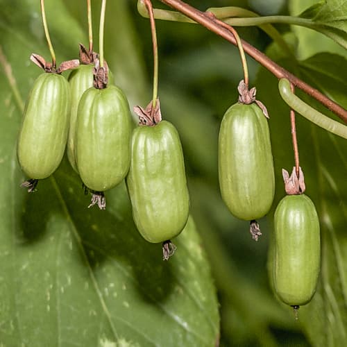 Kivi (Actinidia deliciosa) Vitakola, С2 slika 1 članek 5450