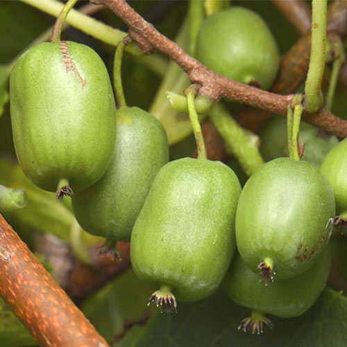 Kivi (Actinidia deliciosa) Vitikiwi ®, С2 slika 1 članek 8202