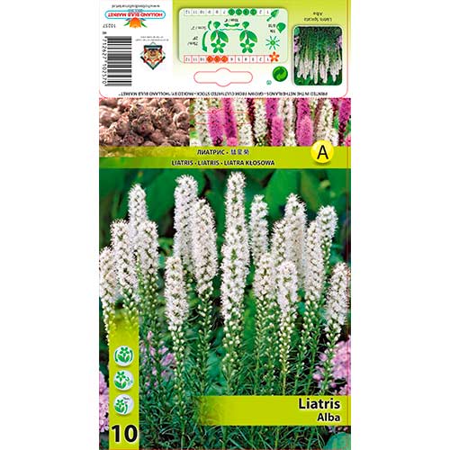Klasnati liatris Alba slika 1 članek 76301
