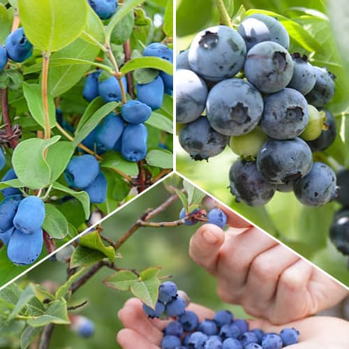 Komplet "Okusne jagodičevje" 3 sadike slika 1 članek 1588