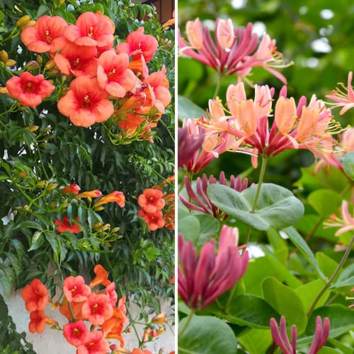 Komplet plezalnih trt 2 vrste slika 1 članek 4817