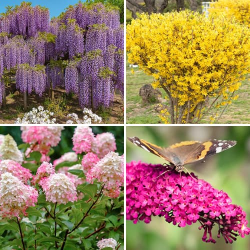 Komplet Poletna kolekcija 4 vrste slika 1 članek 9187