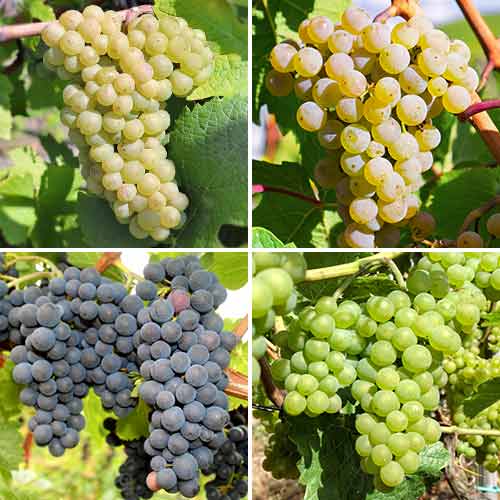 Komplet Poskus za grozdje, 4 sadike slika 1 članek 5573