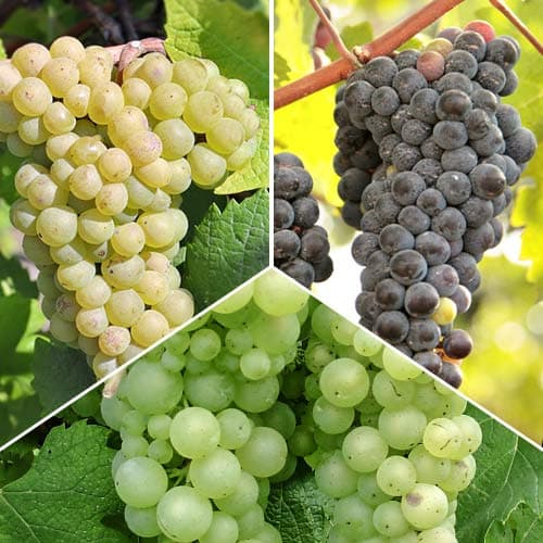 Komplet Top vinske trte, 3 sadike slika 1 članek 5574