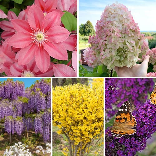 Komplet Trajni vrt 5 vrst slika 1 članek 2033