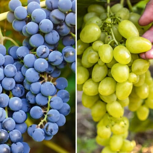 Komplet Vinske trte Super, 2 sadiki slika 1 članek 4958