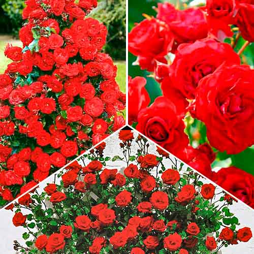 Komplet vrtnic Magic of Fire, 3 sadike slika 1 članek 5211