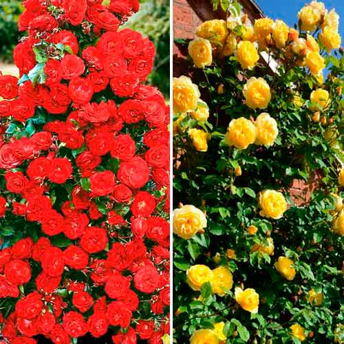 Komplet vrtnic (plezalka) Duo, 2 sadiki slika 1 članek 3699