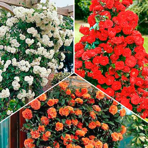 Komplet vrtnic (plezalka) Trio, 3 sadike slika 1 članek 3647