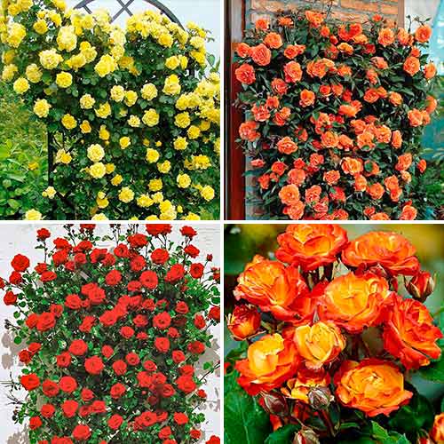 Komplet vrtnic Tango, 4 sadike slika 1 članek 5213