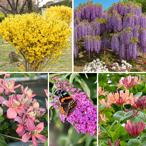 Komplet Živa meja 5 sadik slika 1 članek 2034