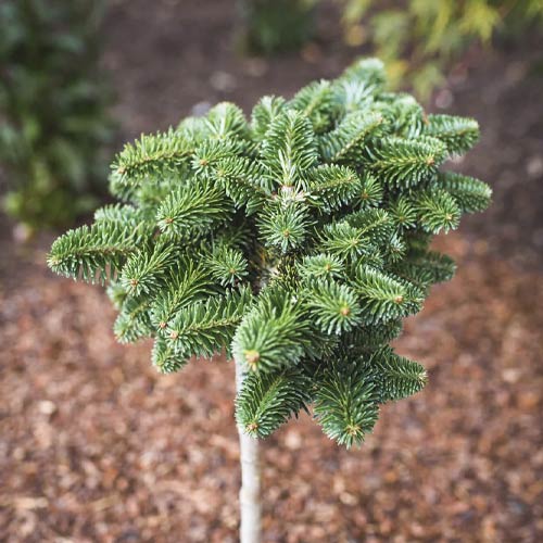 Korejska jelka Forest Child, C4 slika 1 članek 8240