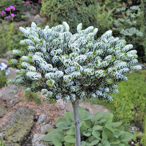 Korejska jelka Kohout's Icebreaker ®, C4 slika 1 članek 8241