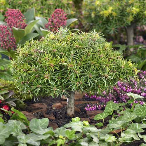 Korejska jelka Kristall Kugel, C4 slika 1 članek 8242