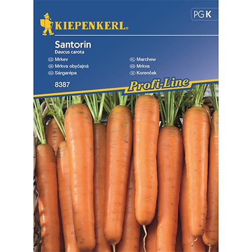 Korenček Santorin F1 slika 1 članek 87789