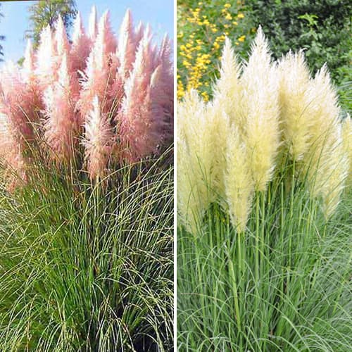 Kortaderija komplet 2 sadiki slika 1 članek 5420