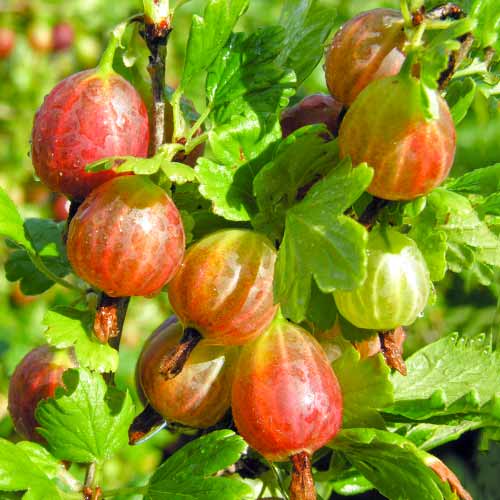 Kosmulja Achilles slika 1 članek 5830