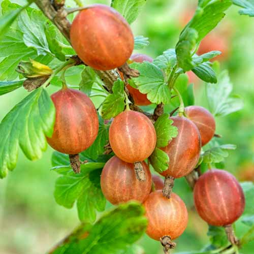 Kosmulja brez trnov Captivator slika 1 članek 7593