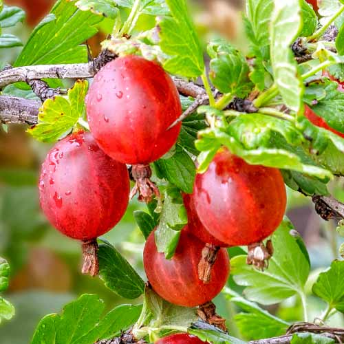 Kosmulja brez trnov Spinefree slika 1 članek 7648